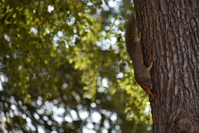 体坛记者：瓦科去留可能性相同，有西亚、东南亚球队有意签他