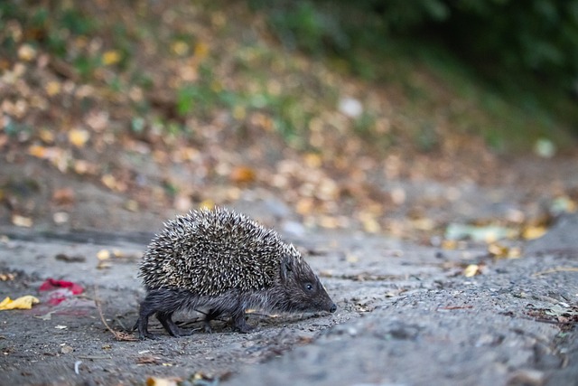 甲级体育场 甲级体育场