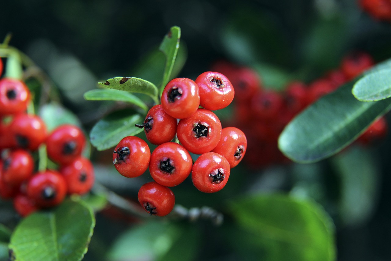 这次足总杯 这次足总杯